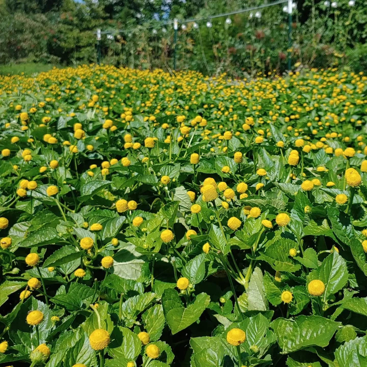 Buzz Buttons Aka Spilanthes, Holiday Themed, Naturally Cured, Small Size Edible Flower Gifts (Electric Love Nuts)