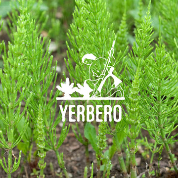 Yerbero - Cola De Caballo 1Lb (456Gr) | Horsetail Whole Loose Herbal Tea | Shave Grass/Snake Grass | Stand Up Resealable Bag | C