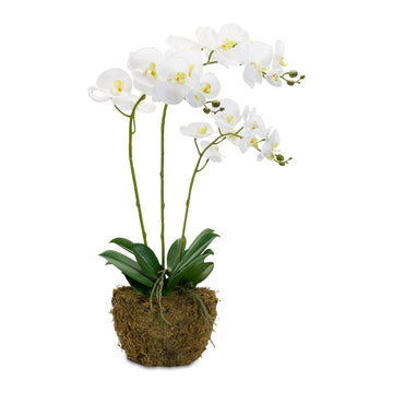 Orchid Root Ball Arrangement (Set Of 2)