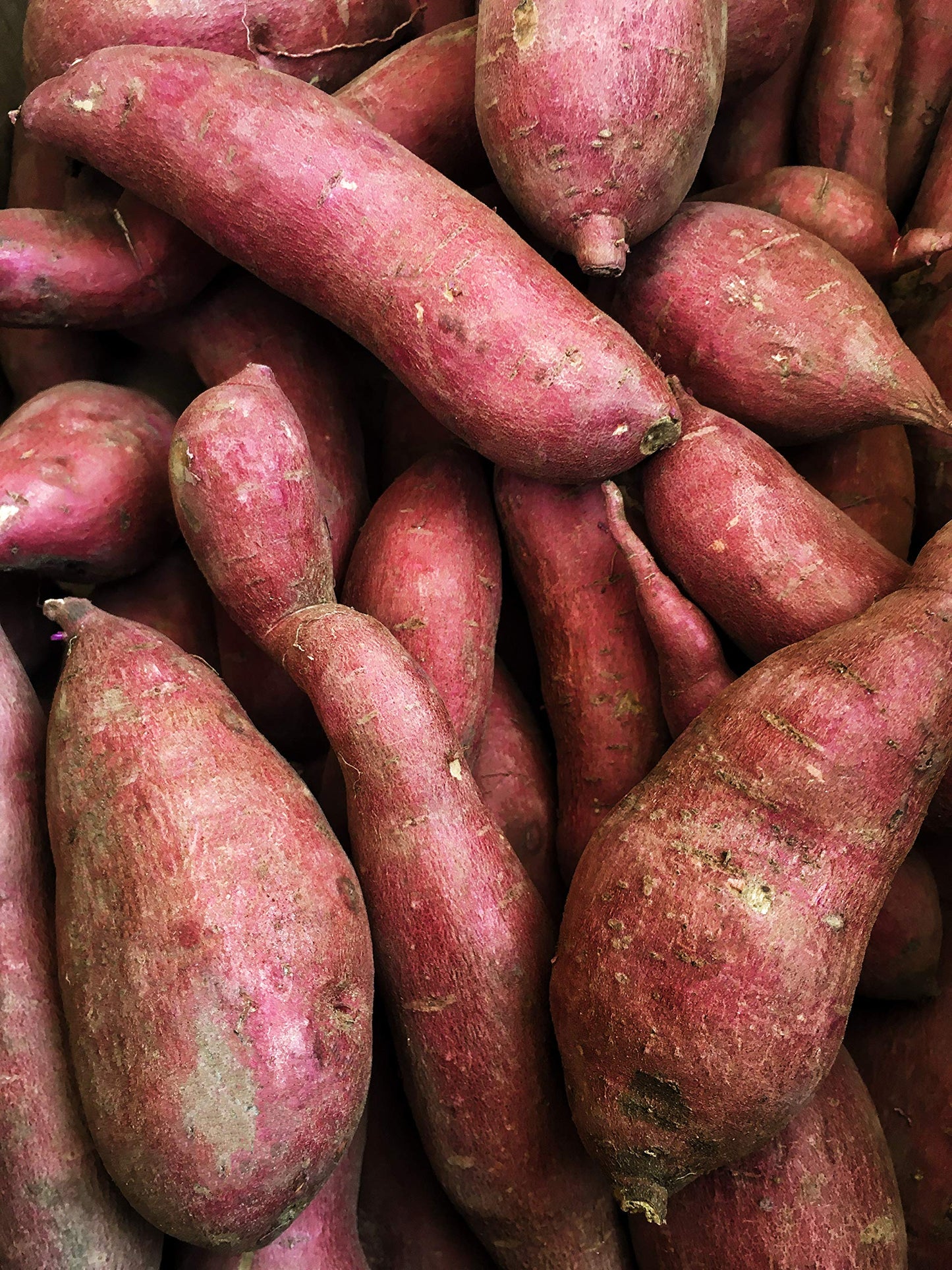Kejora Japanese White Sweet Potatoes - 10 Lbs
