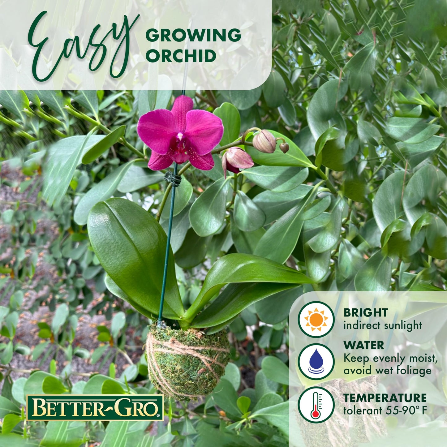 Better-Gro 19    Hanging Kokedama With Phalaenopsis Orchid - Indoor/Outdoor Planter- Pink