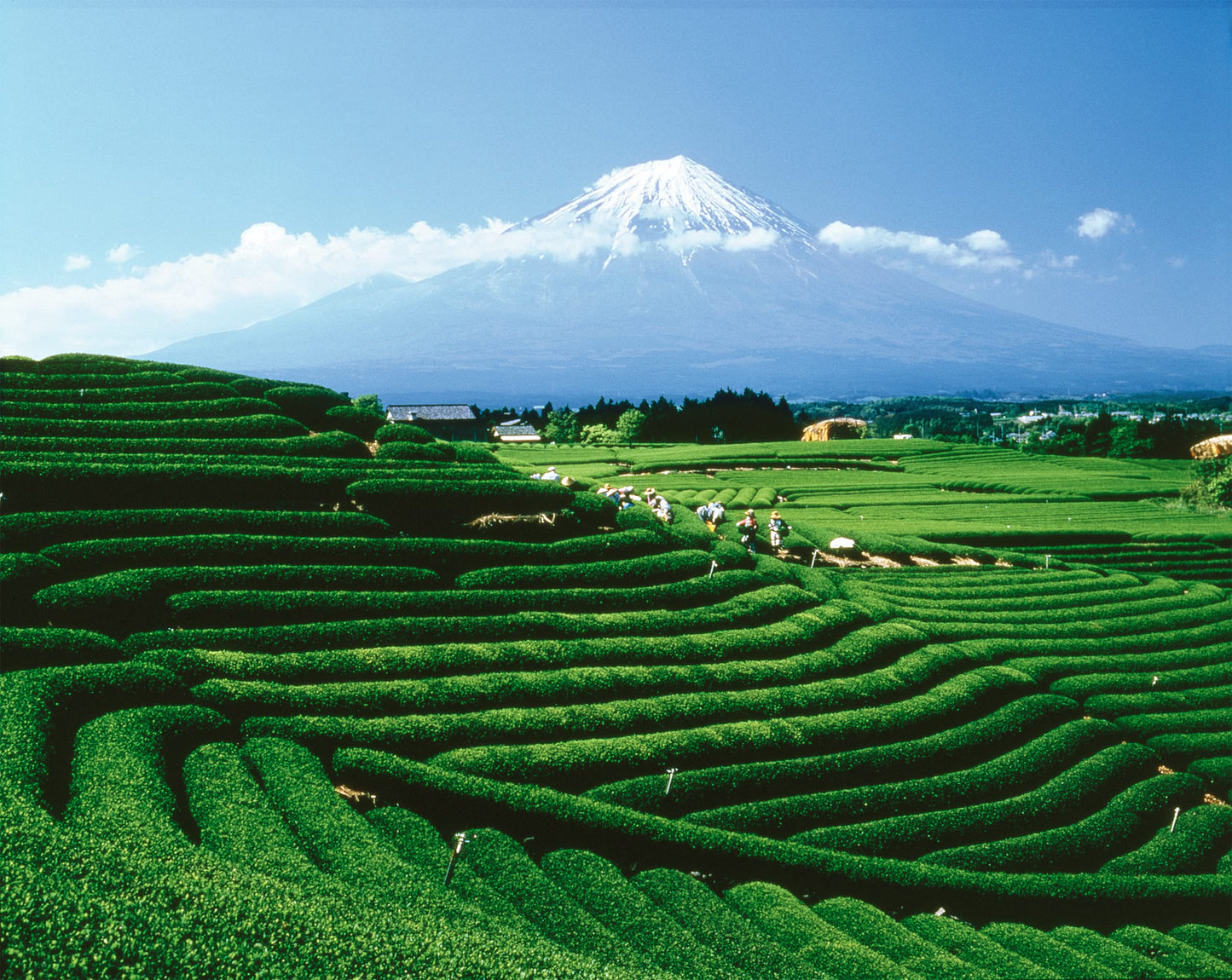 Palais Des Th S - Blue Of London - Premium Gluten-Free Earl Grey Black Tea With Bergamot - 20 Count Tea Bags Box