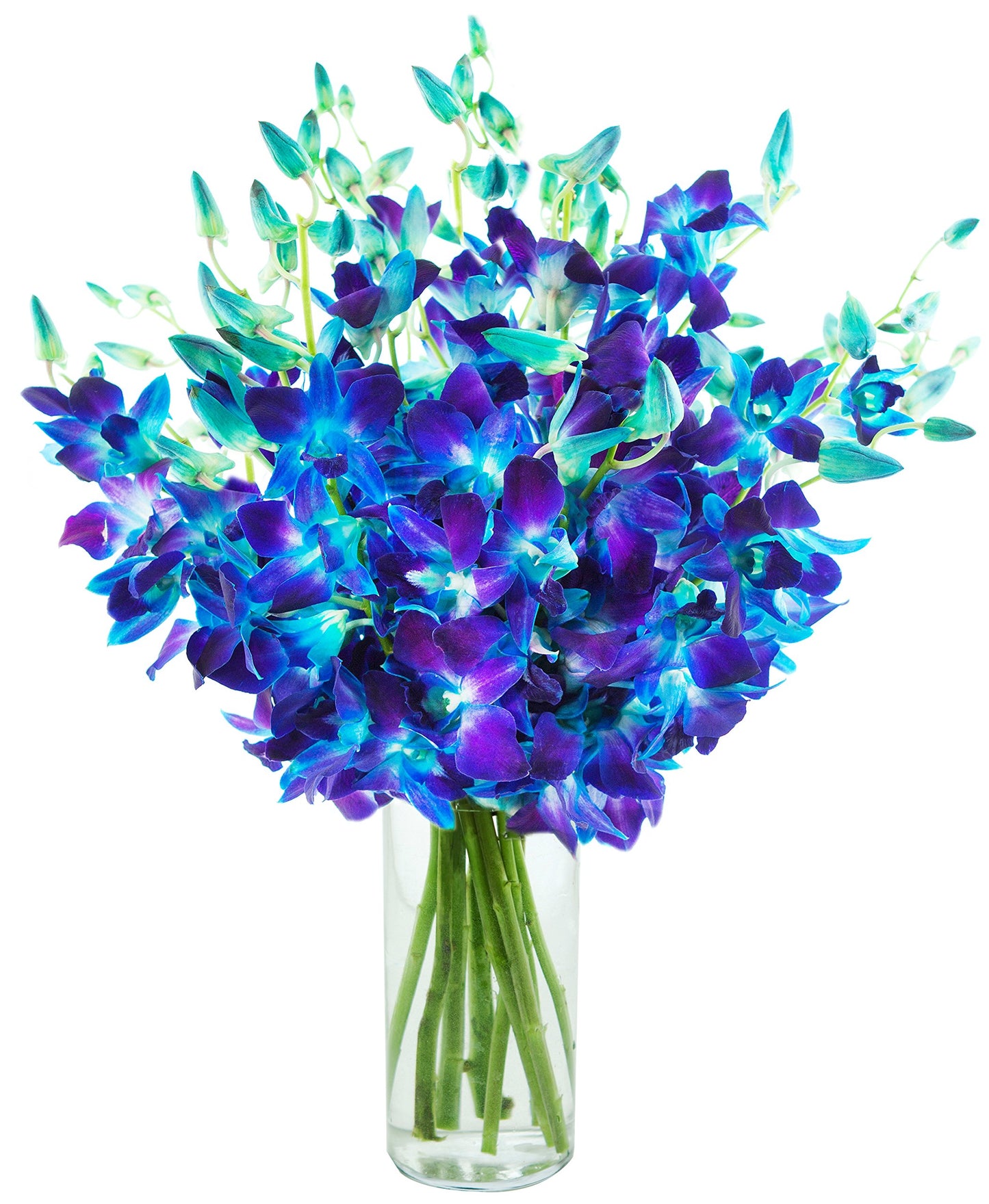 Kabloom Flowers - MotherS Day Collection - Exotic Sapphire Orchid Bouquet Of 20 Fresh Blue Dendrobium Orchids With Vase - Gift For Birthday Anniversary Mothers Day Fresh Flowers