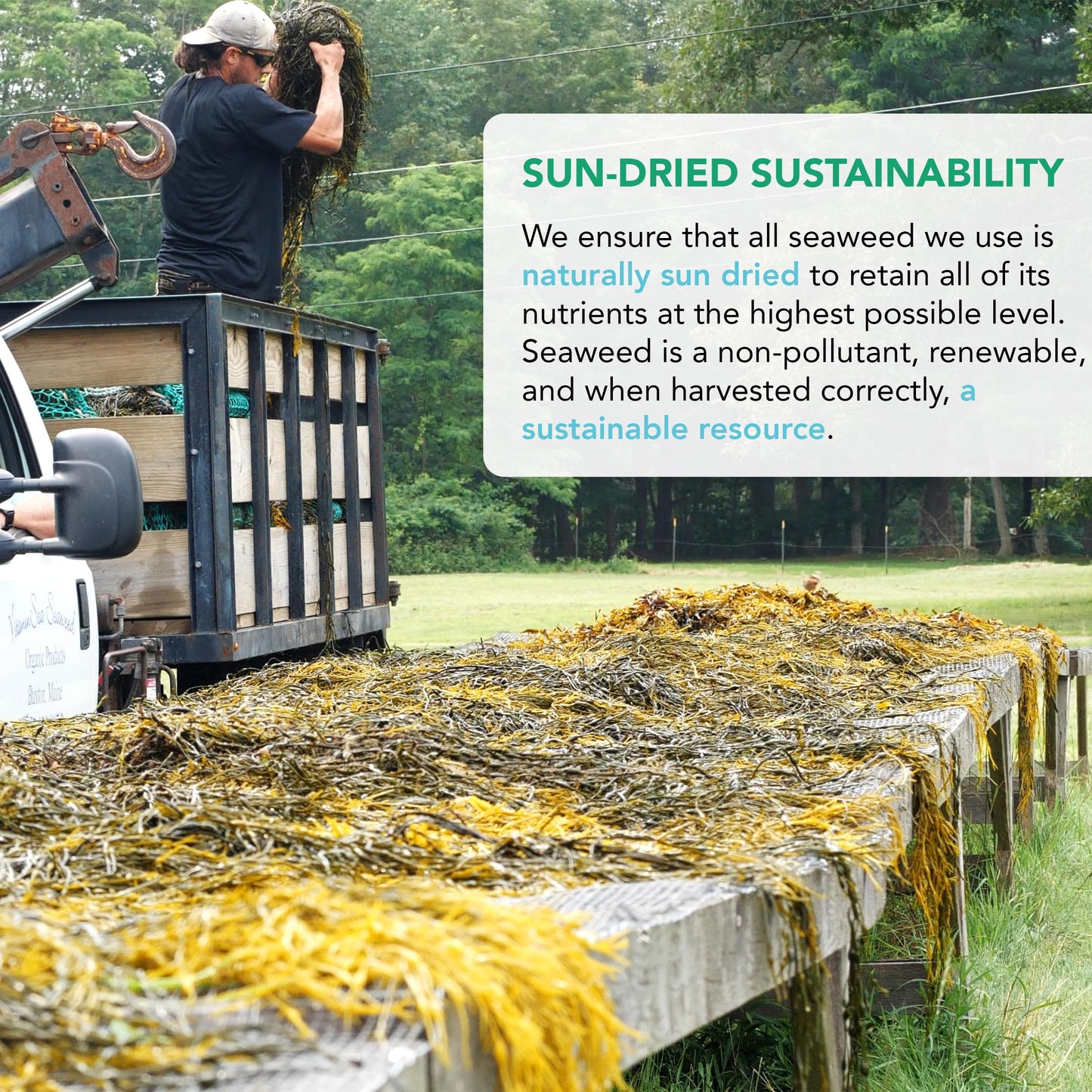 Vitaminsea Kelp Dried Seaweed | Vegan Certified Wild North Atlantic Kelp Digitata | Perfect For Thyroid Support | Rich In Amino