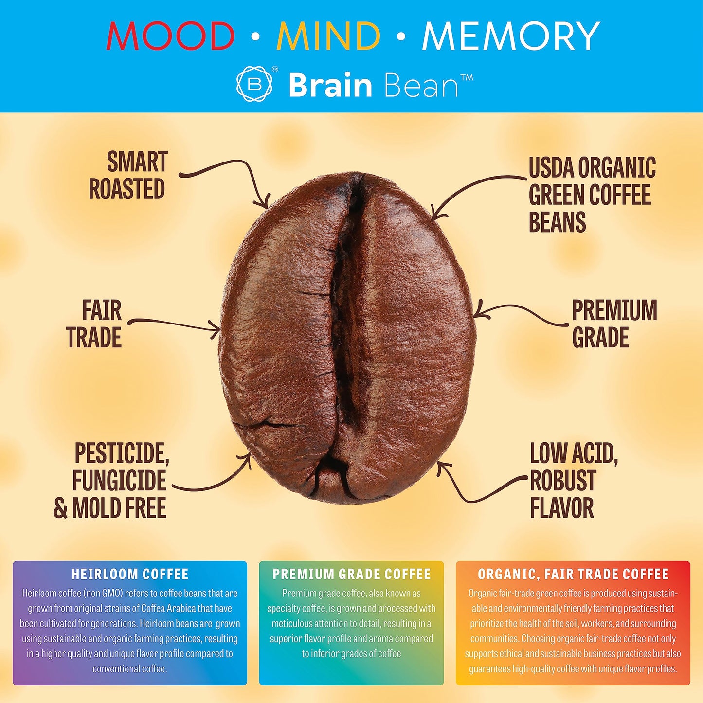 Brain Bean Organic Coffee | Smooth Taste, Antioxidant Rich & Fair Trade | Whole Bean Medium Roast 16 Oz