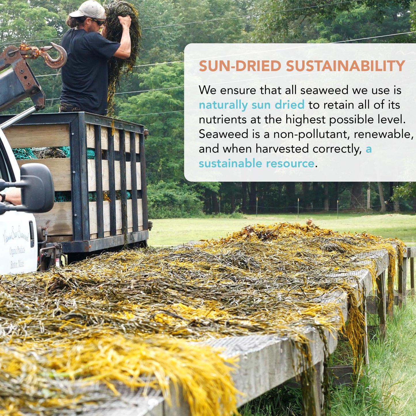 Vitaminsea Bladderwrack Dried Seaweed | Wild North Atlantic Seaweed For Snacking, Seasoning, Soups & Salads | Rich In Vitamins,