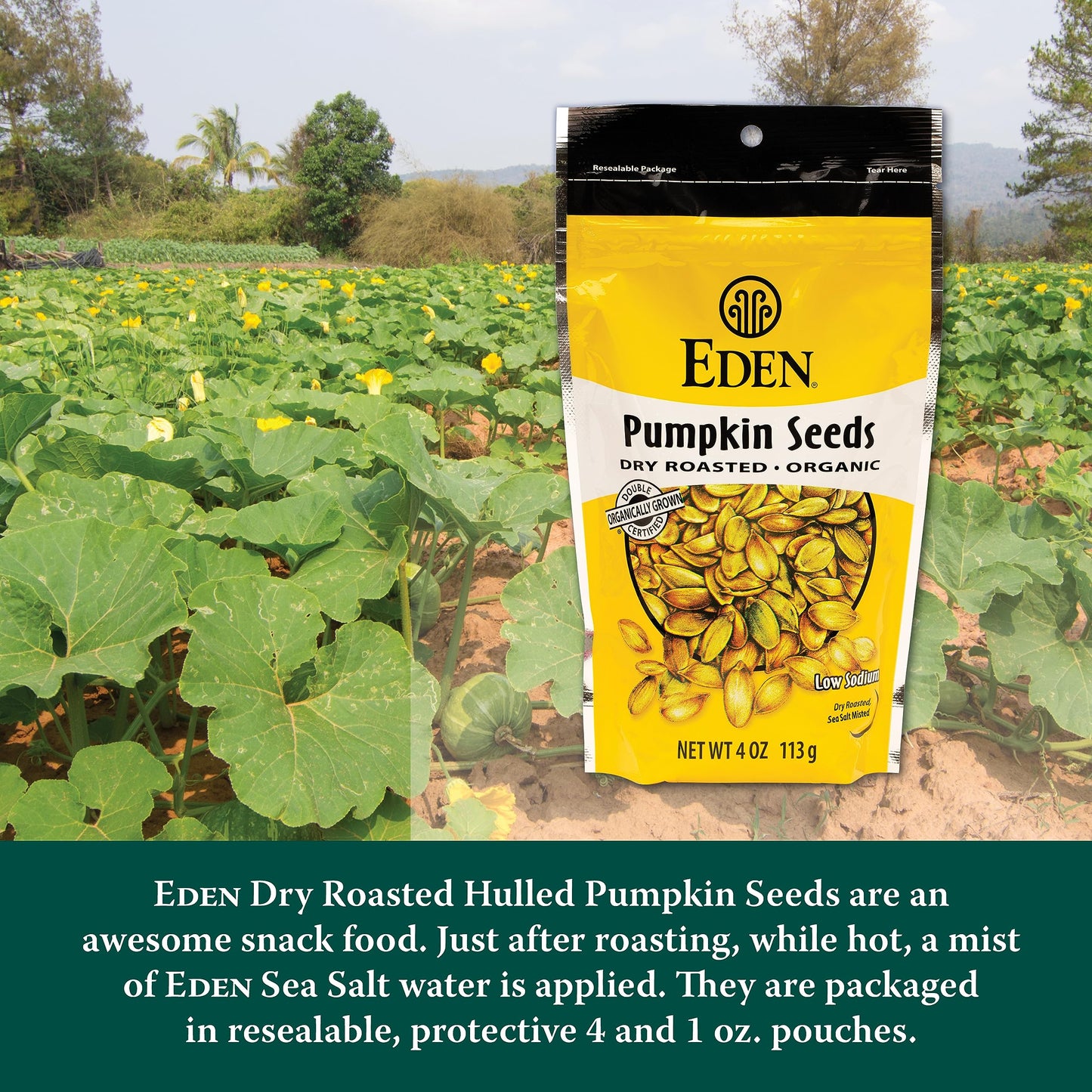 Eden Organic Pumpkin Seeds, Shelled, Dry Roasted And Lightly Sea Salted, To Eat, 4 Oz (6-Pack)