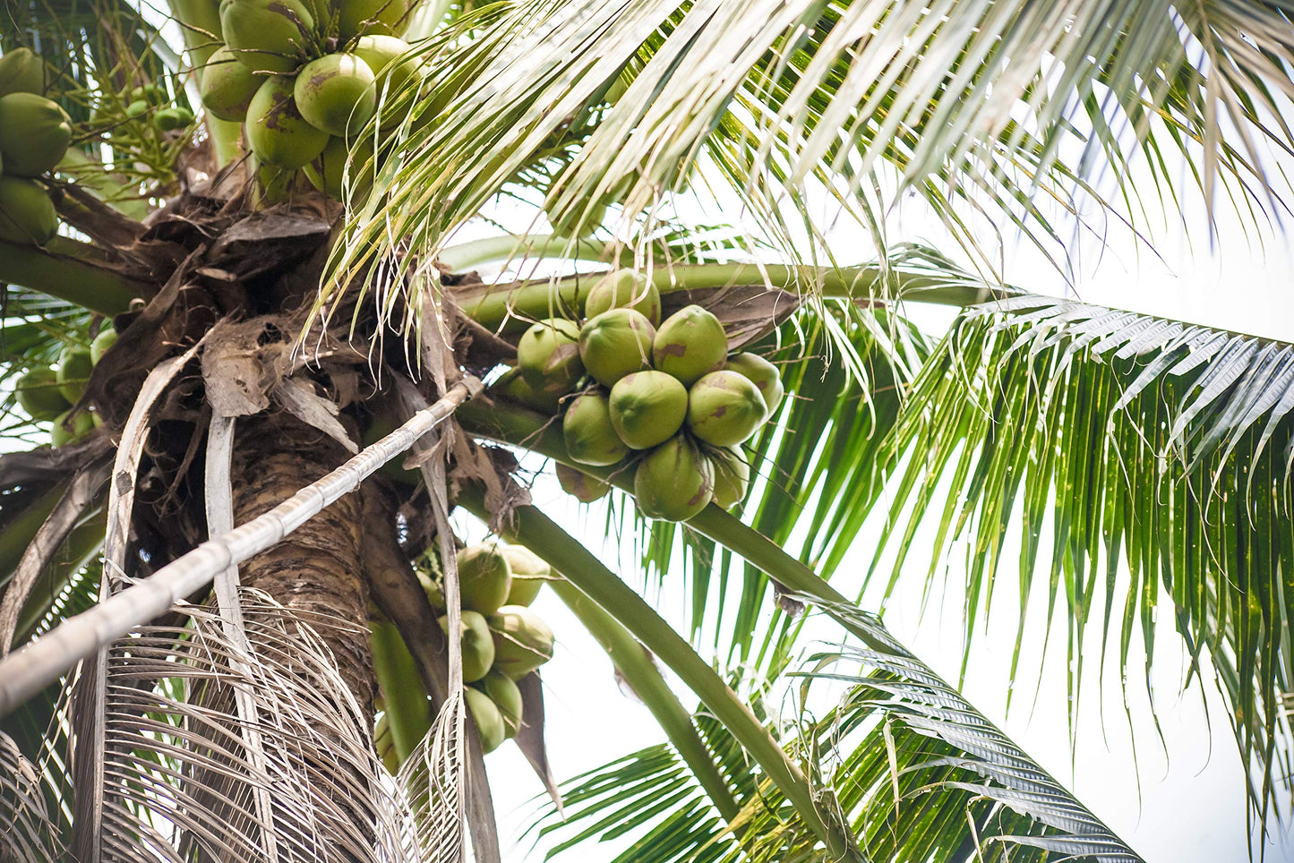 Taste Nirvana Real Coconut Water, 16.2-Ounce (Pack of 12) ( Value Bulk Multi-pack)