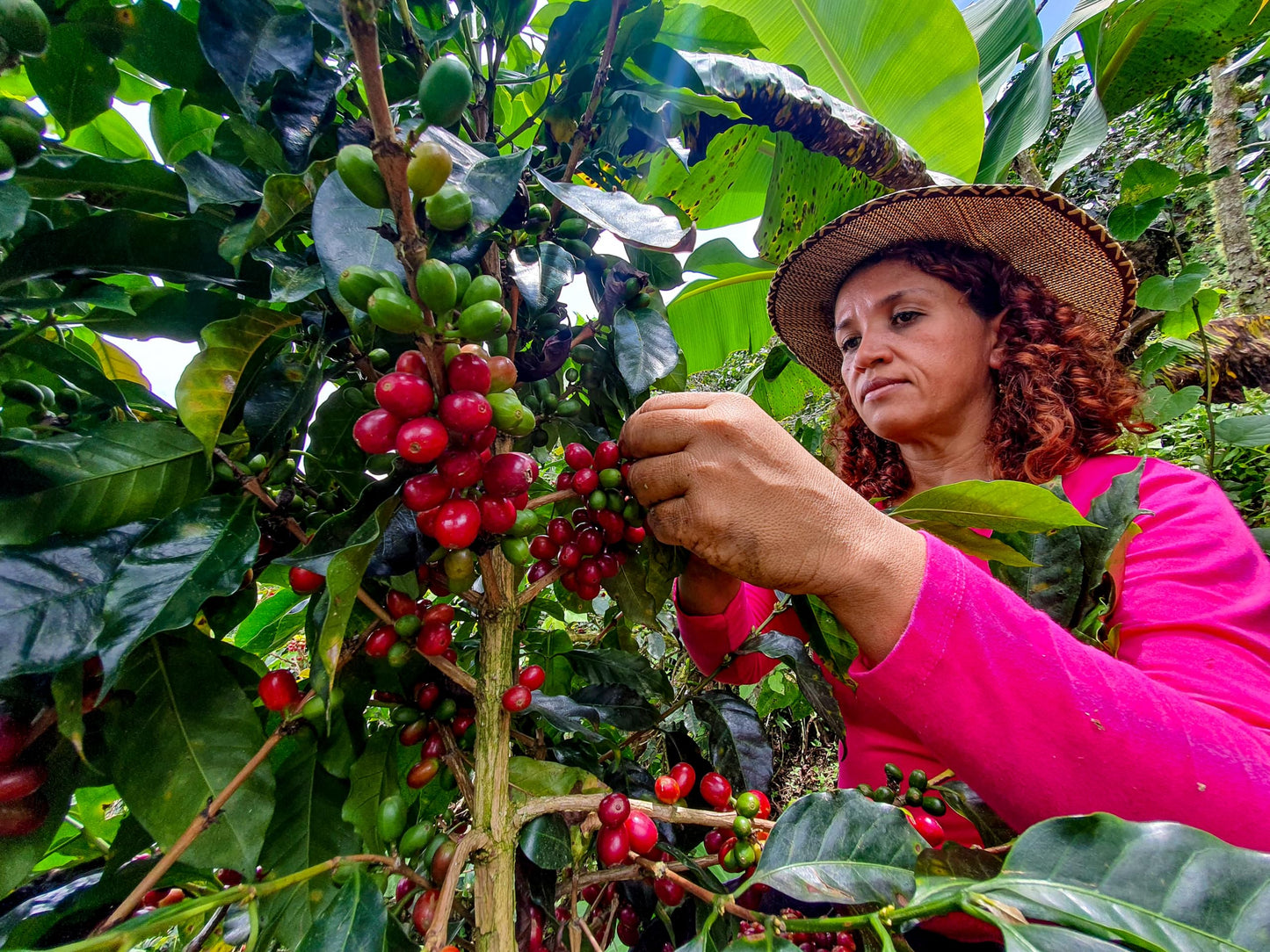 Cafe Don Pedro American Roast Naturally Low Acid Coffee - 34.5 Ounce Large Can For Coffee Lovers With Sensitive Stomachs - Delic