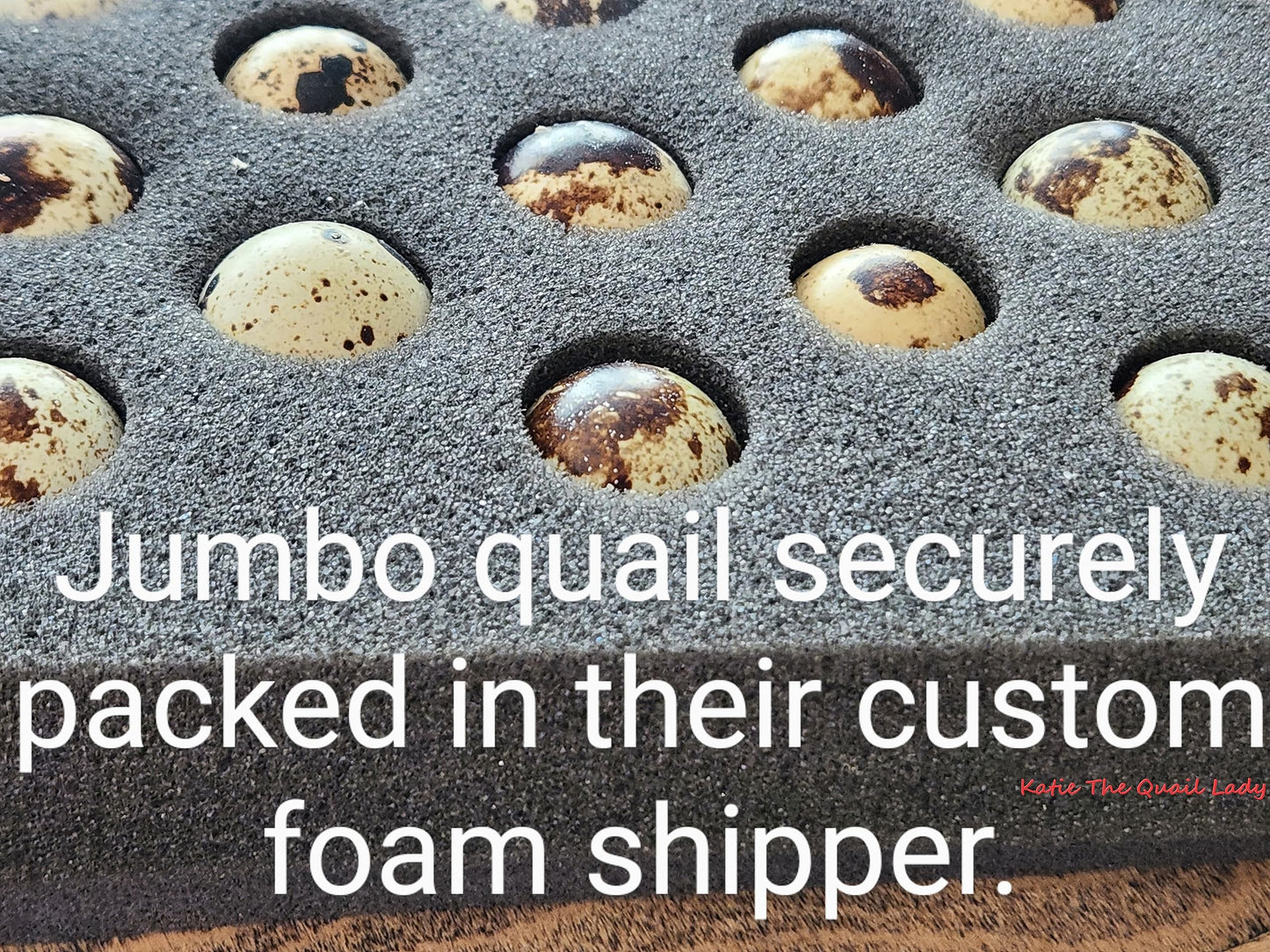 Generic Jumbo XXL White Coturnix Quail Fertile Hatching Eggs - 30 Pack