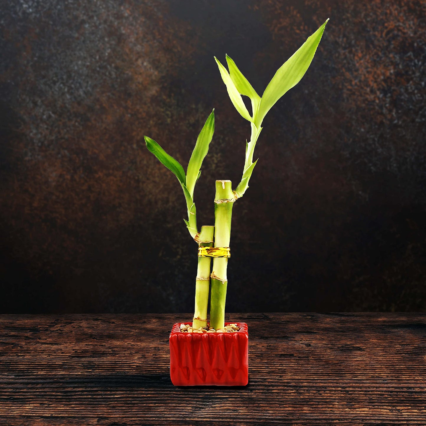 Set Of 3 Live Lucky Bamboo 2 Stalk Arrangements In Red Square Ceramic Planters - Set Of Three 6 Inch Lucky Bamboo Indoor Potted