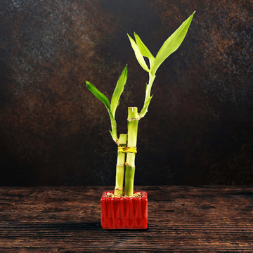 Set Of Ten Live Lucky Bamboo 2 Stalk Arrangements In Red Square Ceramic Planters - Inch Lucky Bamboo Indoor Potted House Plants