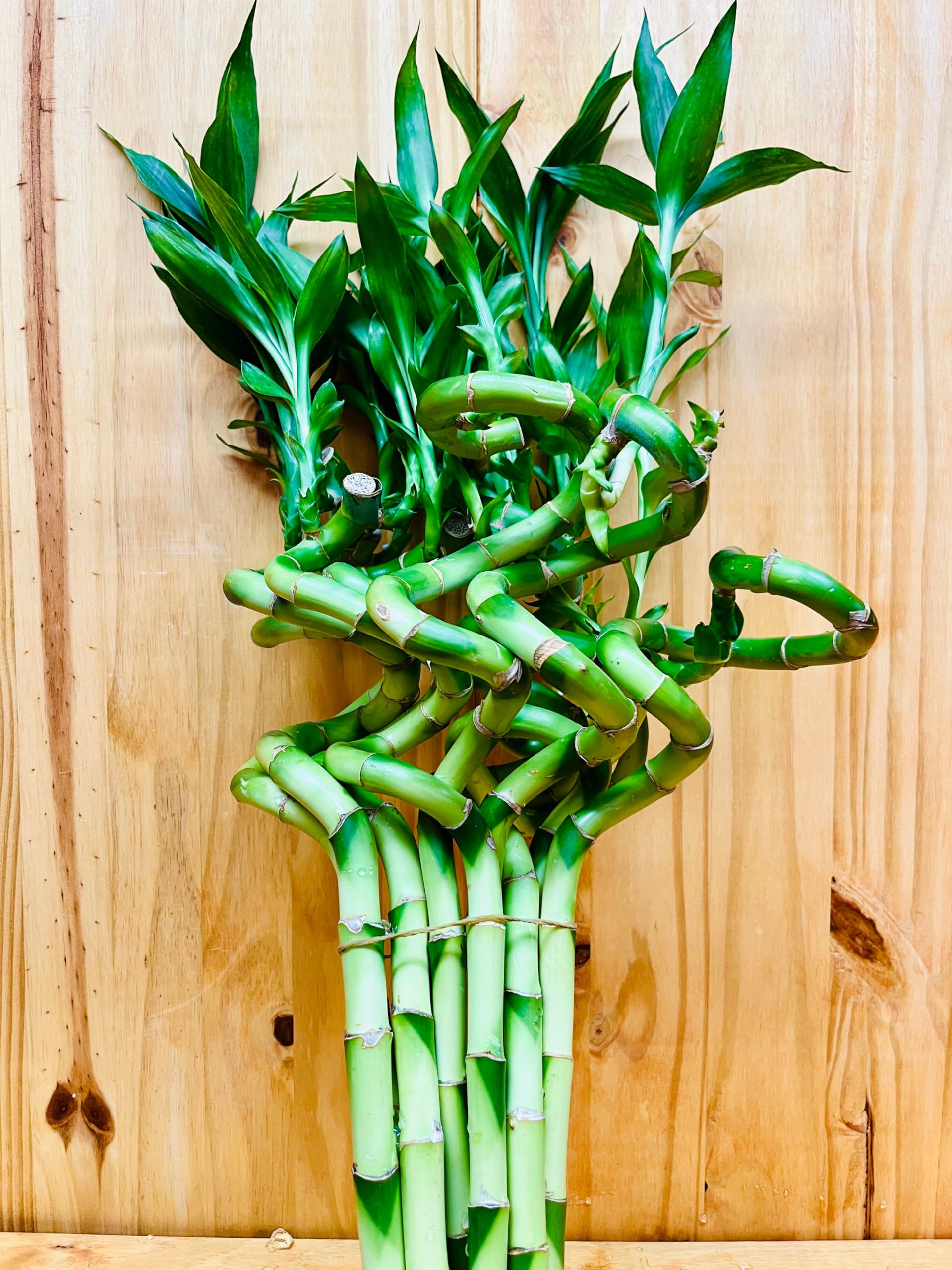 Generic Live Lucky Bamboo 12 Spiral Shape Bamboo Plant 10 Unit, Green