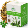 4 Oz. Plantain Leaf Herb Tea Dried Plaintains (Plantago Major) - 113 G Greater Broadleaf Plantain Leaf Tea Llanten