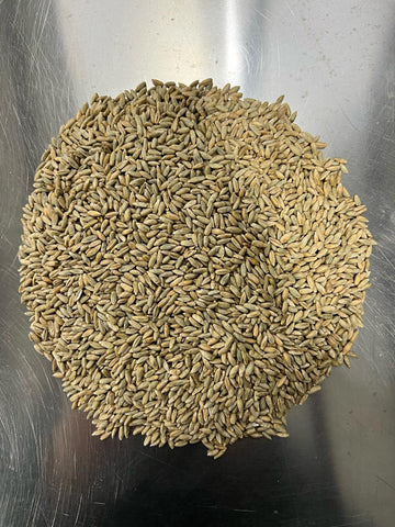 Rye Berries For Mushroom Spawn - Organic, Triple Washed Rye Grain To Make Mushroom Grainspawn By Mycology Basics - 5 Lbs