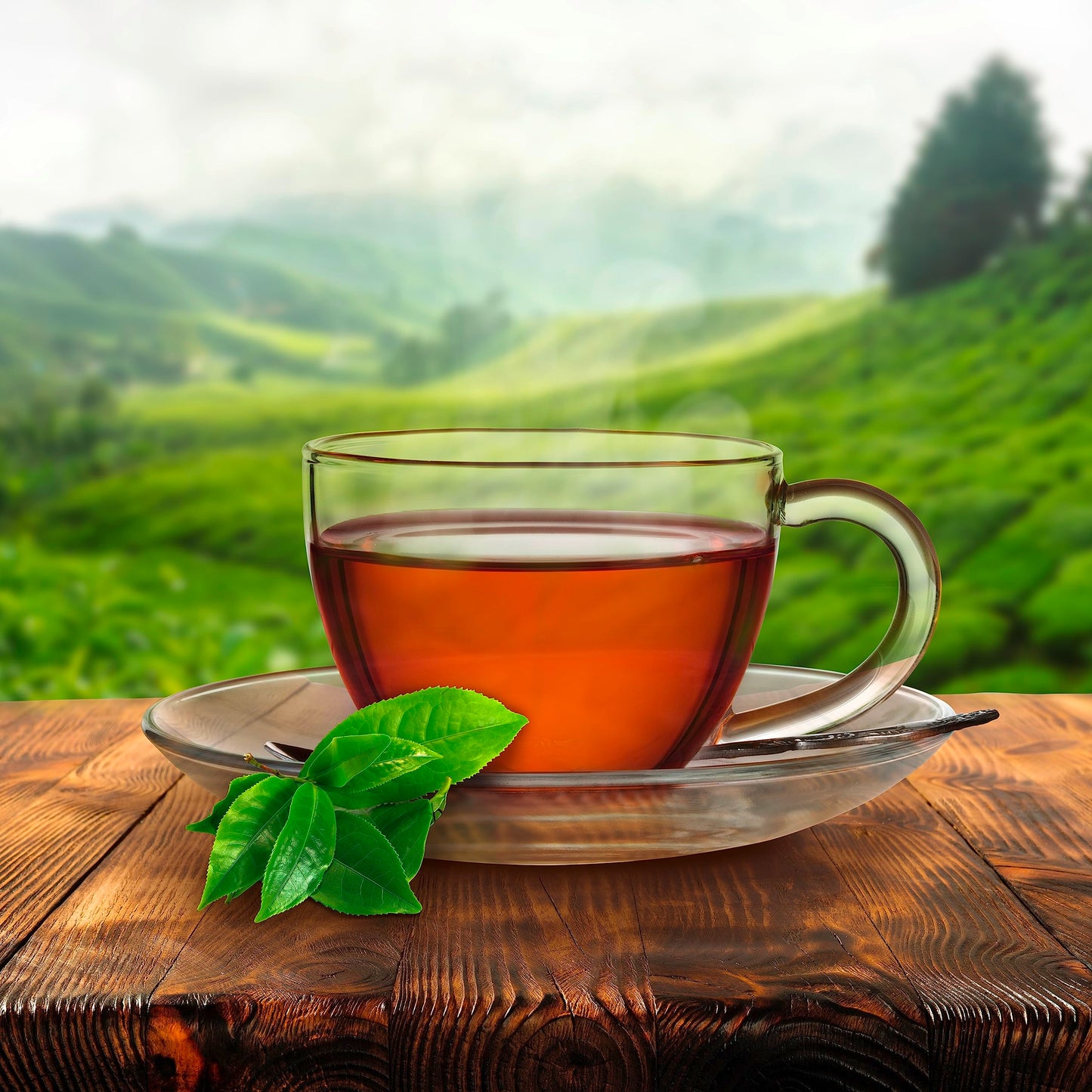 Salada Orange Pekoe Tea 72Ct Tea Bags, (Imported From Canada)