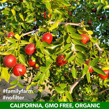 Jujume | Usda Organic California Grown Jujubes Red Dates | Individually Sorted 3X For Qa | High Grade Superfood | Healthy Dried