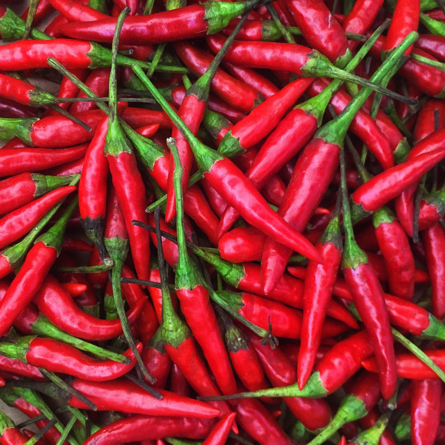 Kejora Fresh Red Thai Chili Peppers -1 Lb (16 Oz)