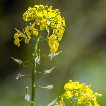 Outsidepride Annual Yellow Mustard Herb Seeds - 5000 Seeds for Microgreens & Cooking