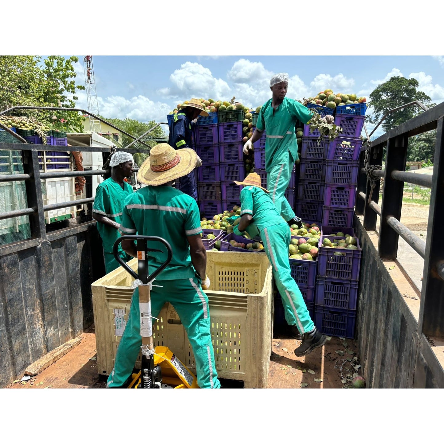 South 40 Organic Dried Mango Slices, Just 1 Ingredient, 4oz Bags, Pack of 4, Orange