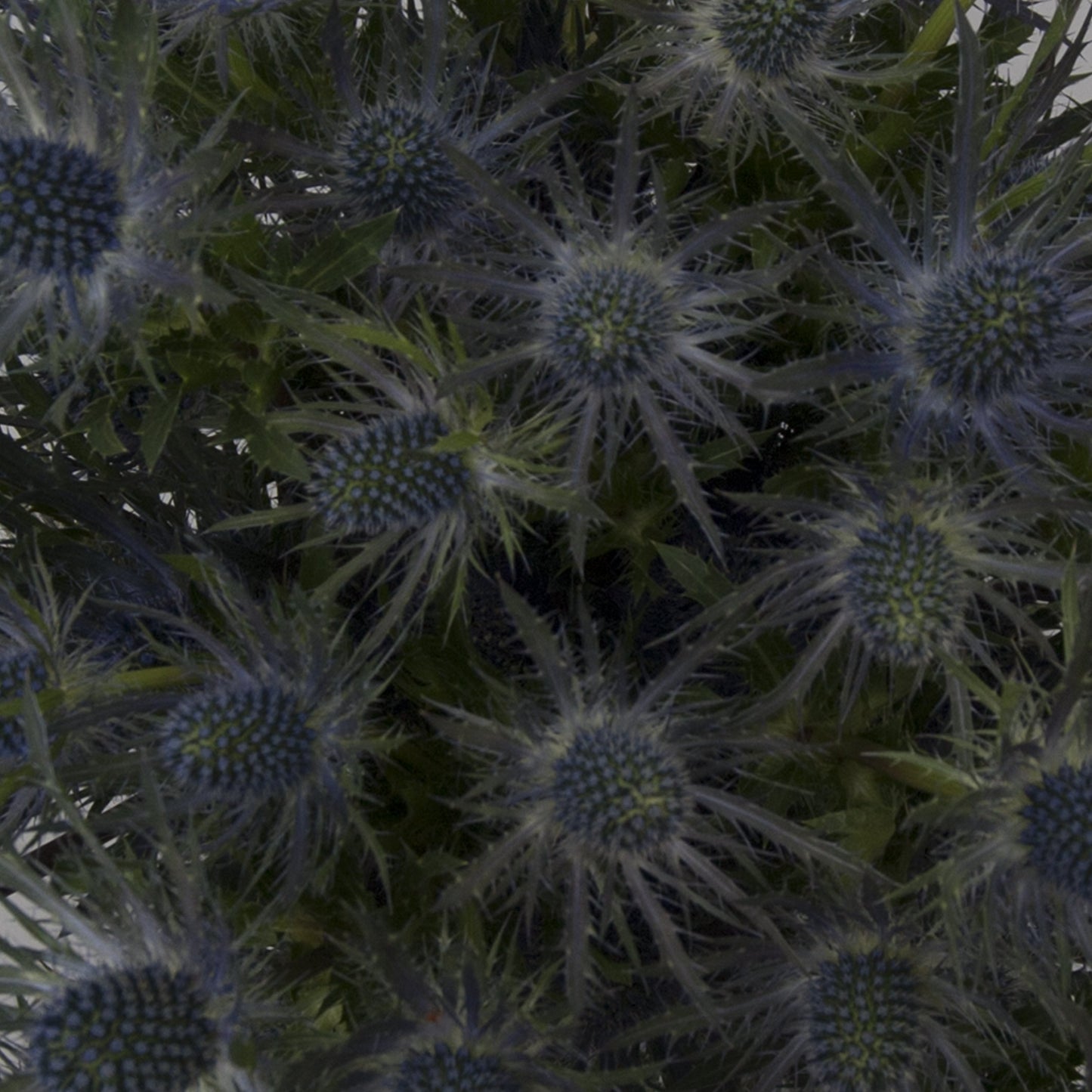 Bloomingmore | Fresh Cut Flowers | Blue Lagoon Eryngium | 50 Stems - 20 In | Home, Office, Wedding Decor, Diy, Party Event, Hous