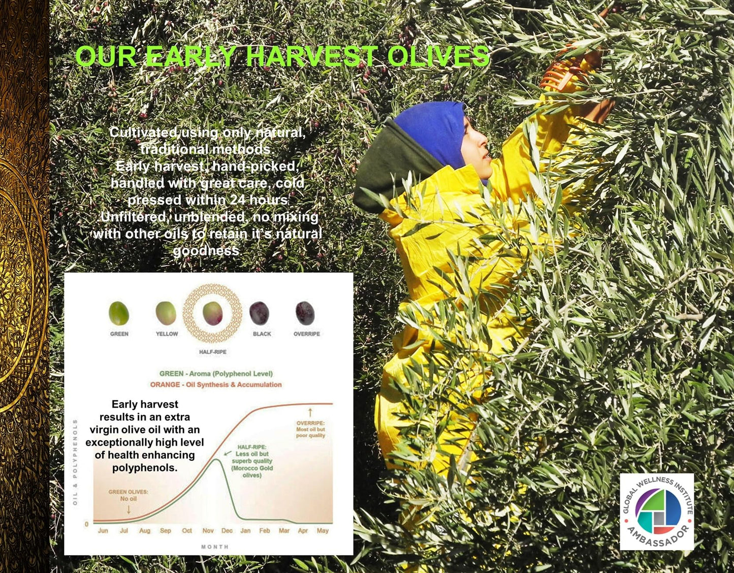 Morocco Gold Extra Virgin Olive Oil - Early Harvest, Cold Pressed, Polyphenol Rich, 500ml (17 Fl Oz) Pure & Natural