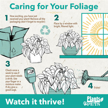 Begonia Masoniana Rock, Live Houseplant Decor In 6'' White Pot, Textured Leaves, Easy Botanical Gift, Iron Cross Houseplants, De