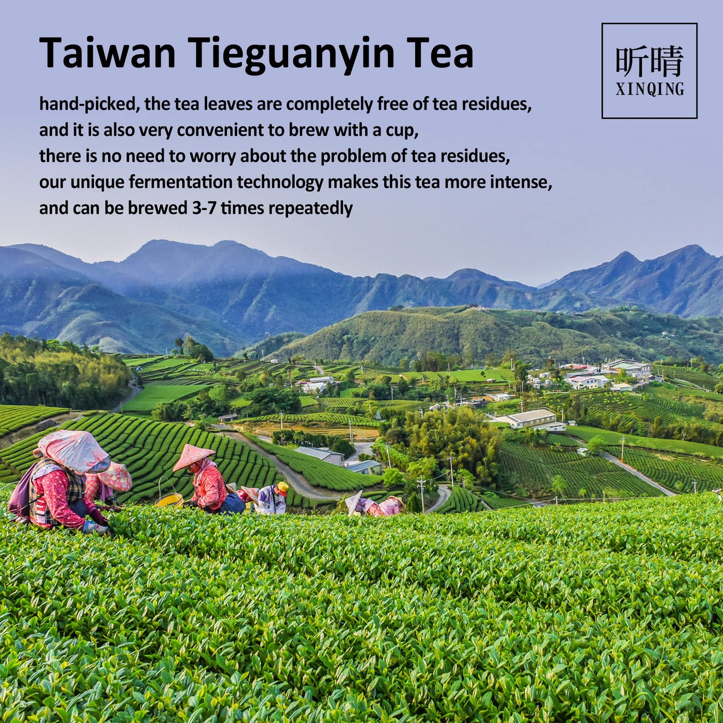 Xin Qing Tieguanyin Oolong Tea Tie Guan Yin Tea Iron Goddess Oolong Tea Tieguanyin Tea Taiwan High Mountain Oolong Tea Taiwan Ga