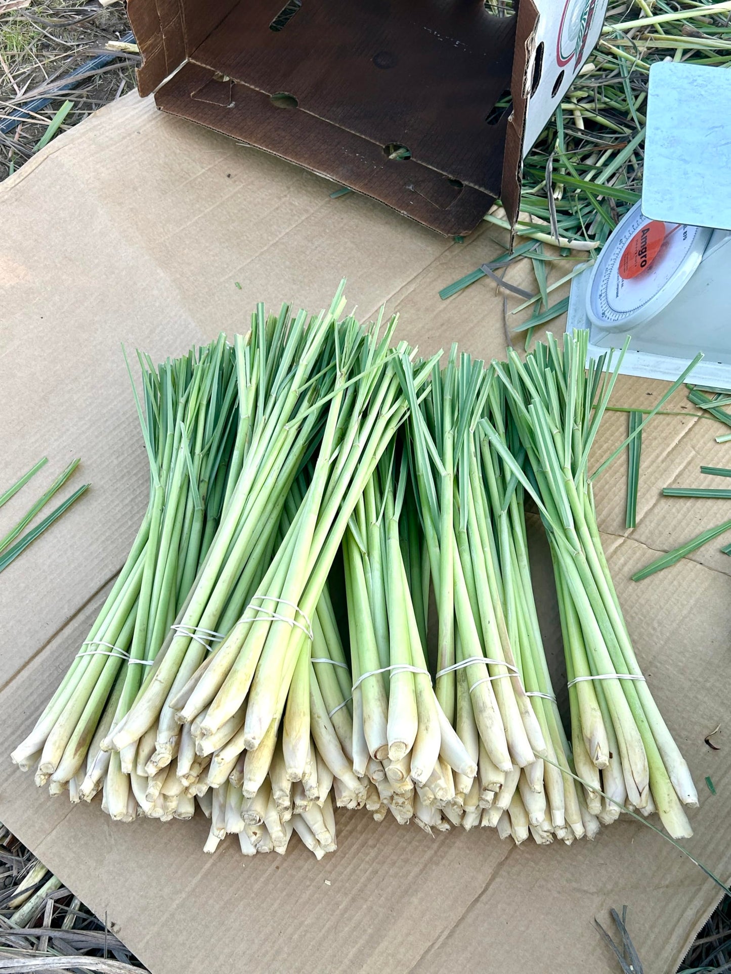 Generic 7 Fresh Lemongrass Stalks By Shiba Garden. Grown Farm Fresh