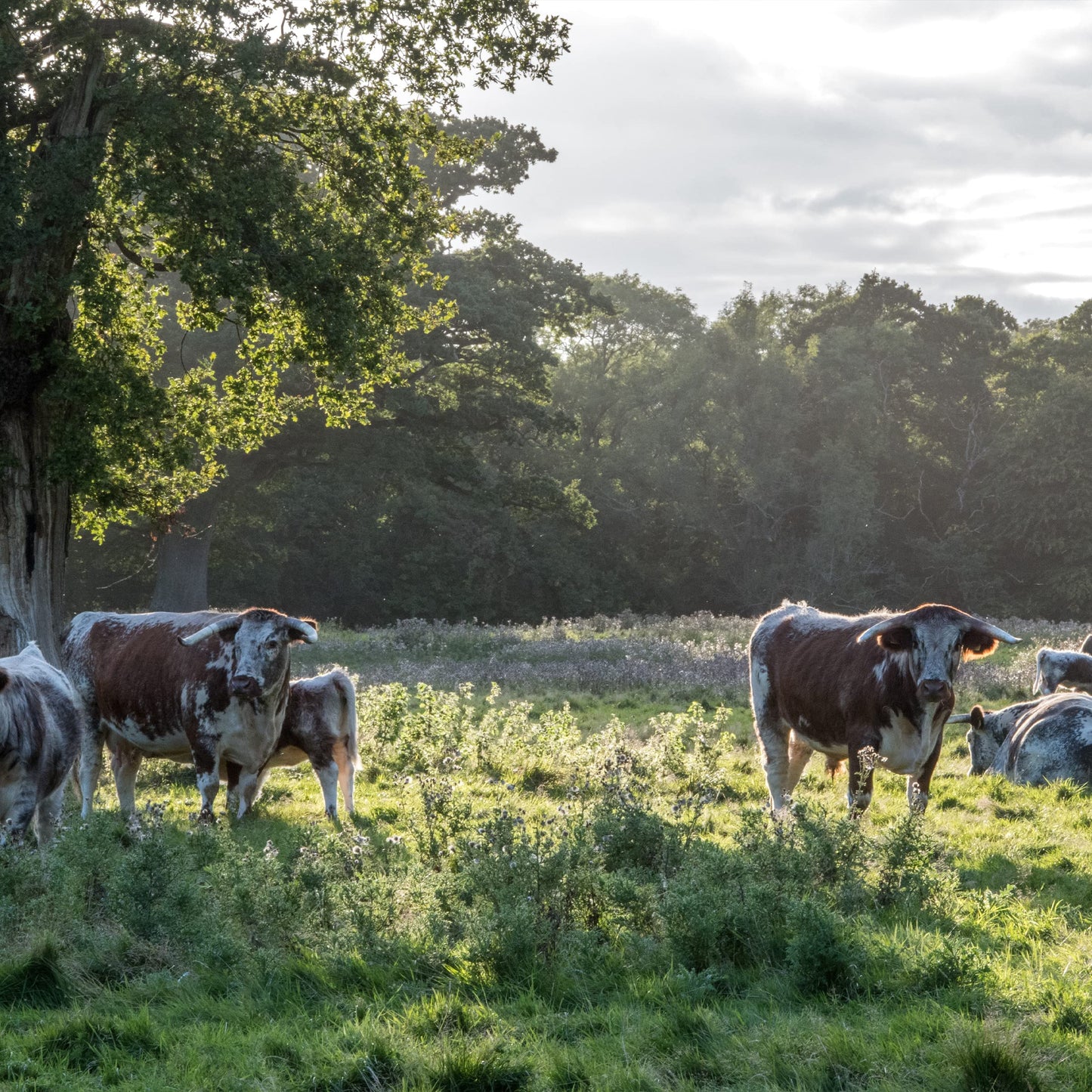Epic Wagyu Beef Steak Strips, Grass-Fed, Paleo Friendly, 20 Ct, 0.8 Oz Strips