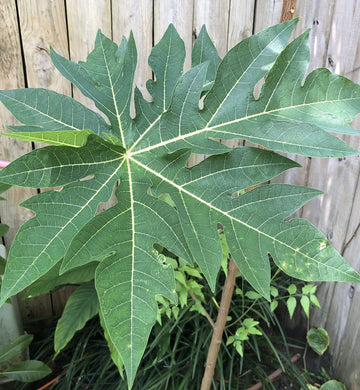 Goodluck Ganesha Fresh Papaya Leaves - 8 oz. Premium Herbal Supplement for Wellness and Natural Health
