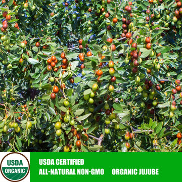 Jujube Dates,Naturally Sweet Fruit Snack,Chinese Red Dates/Dried Red Date Jujubes Net Weight 14 Oz/Barrel Jujube All-Natural Non