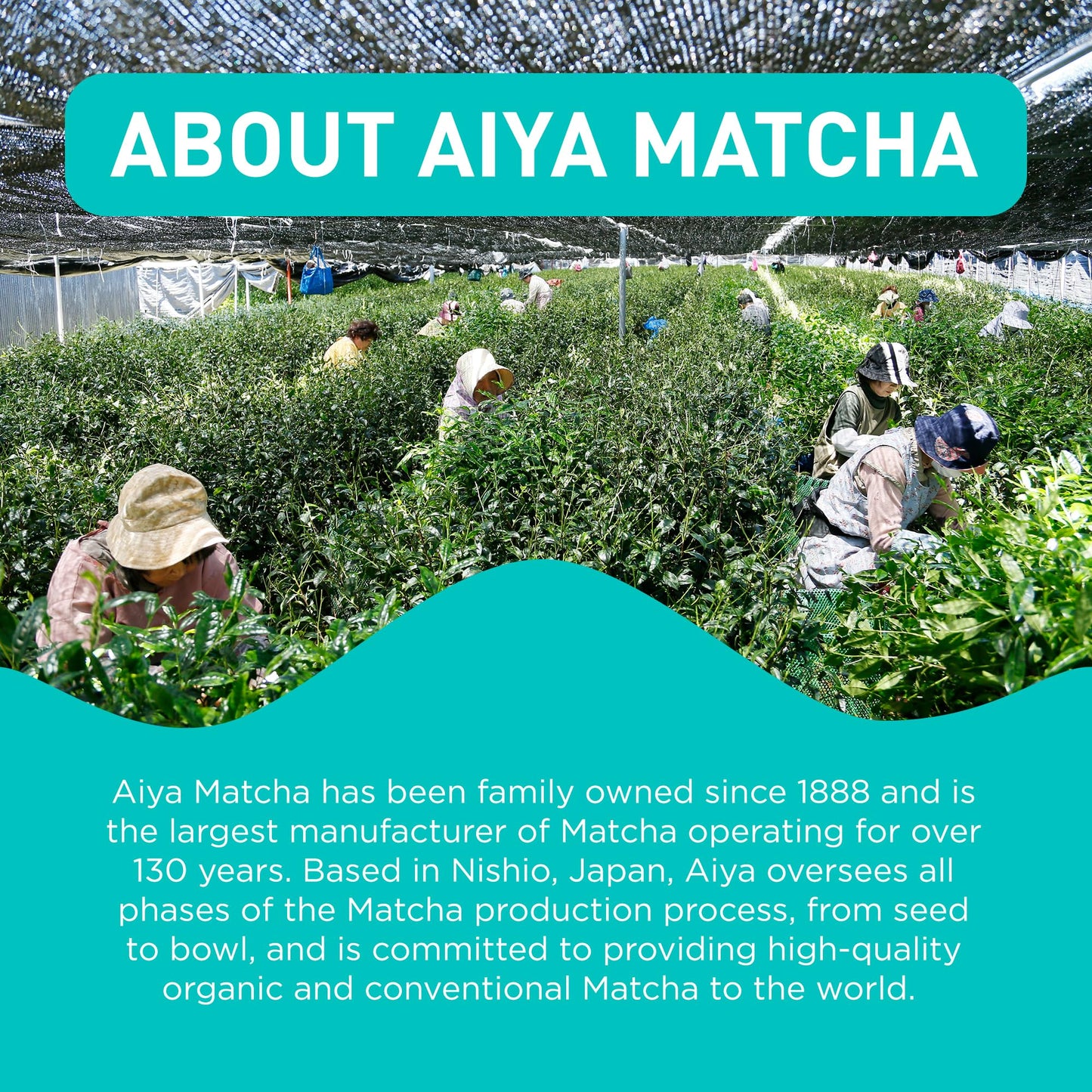 Aiya Japanese Sweetened Matcha Powder to Go Sticks - Ceremonial Grade, Vegan-Friendly, Gluten-Free - 8 Individually Packed Singl