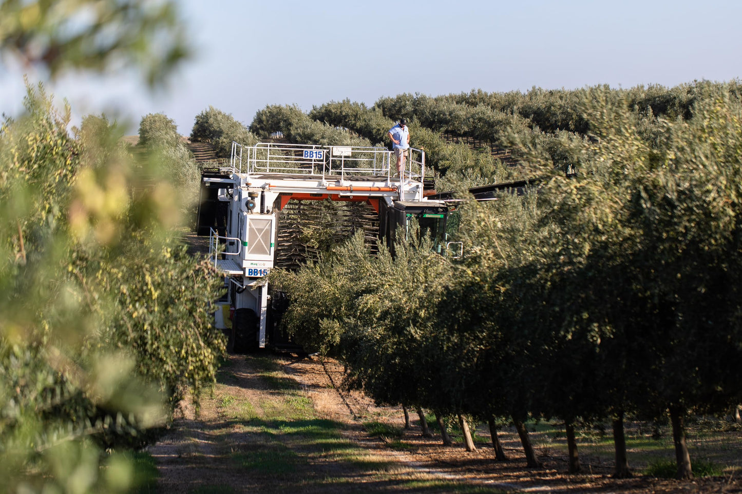 Cobram Estates Extra Virgin Olive Oil - California Select - Case of 6 - 12.7 fl oz.(D0102HXPQNW.)