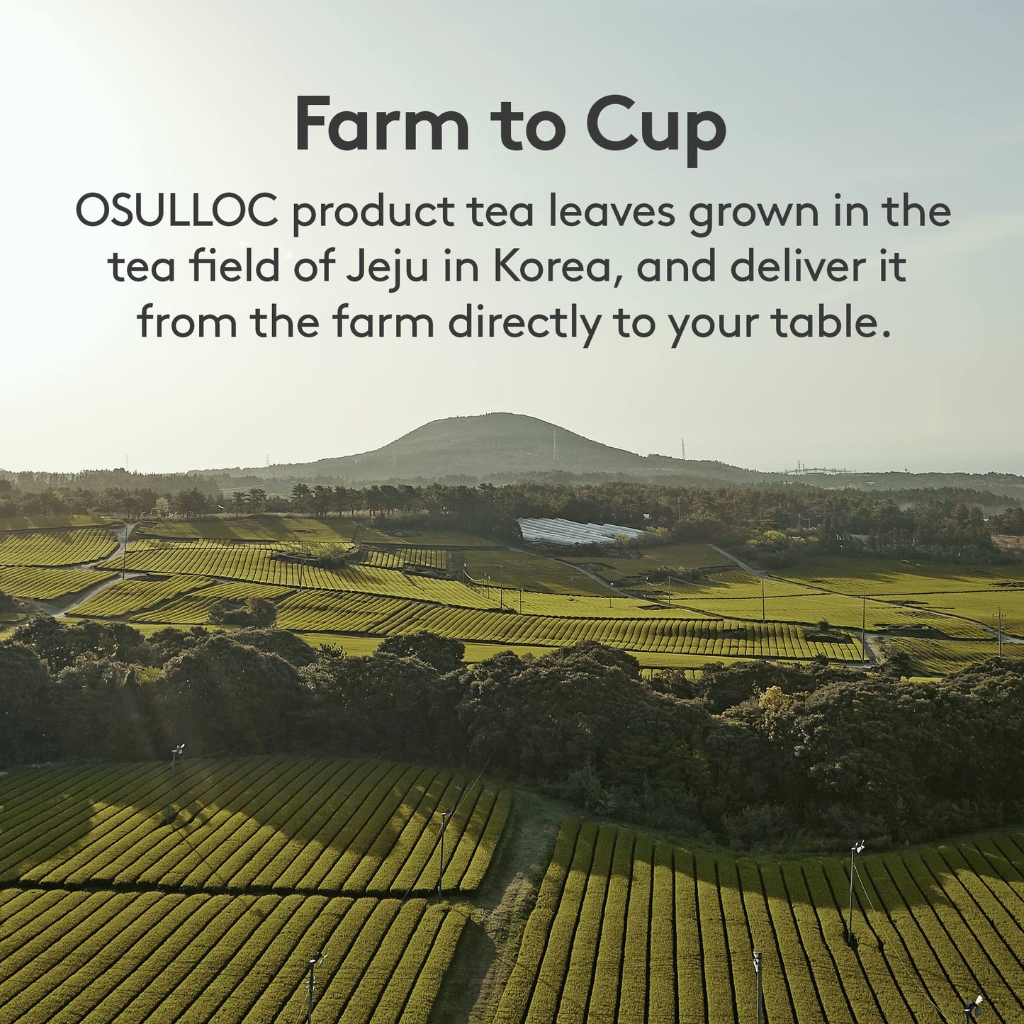 OSULLOC Green Tea Wafers Cookies 3.52oz | Korean Matcha Snacks | Premium Asian Treats