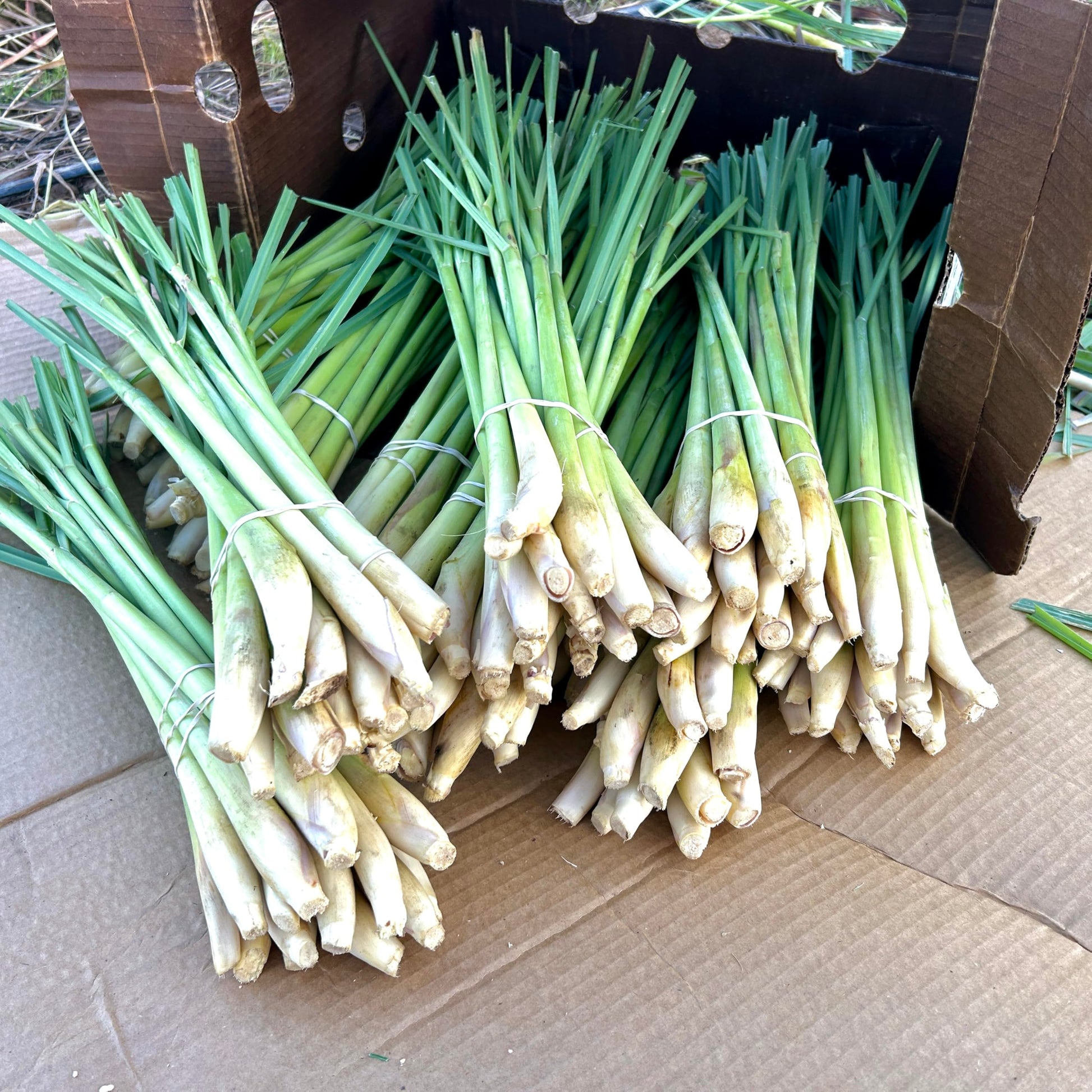 Generic 7 Fresh Lemongrass Stalks By Shiba Garden. Grown Farm Fresh