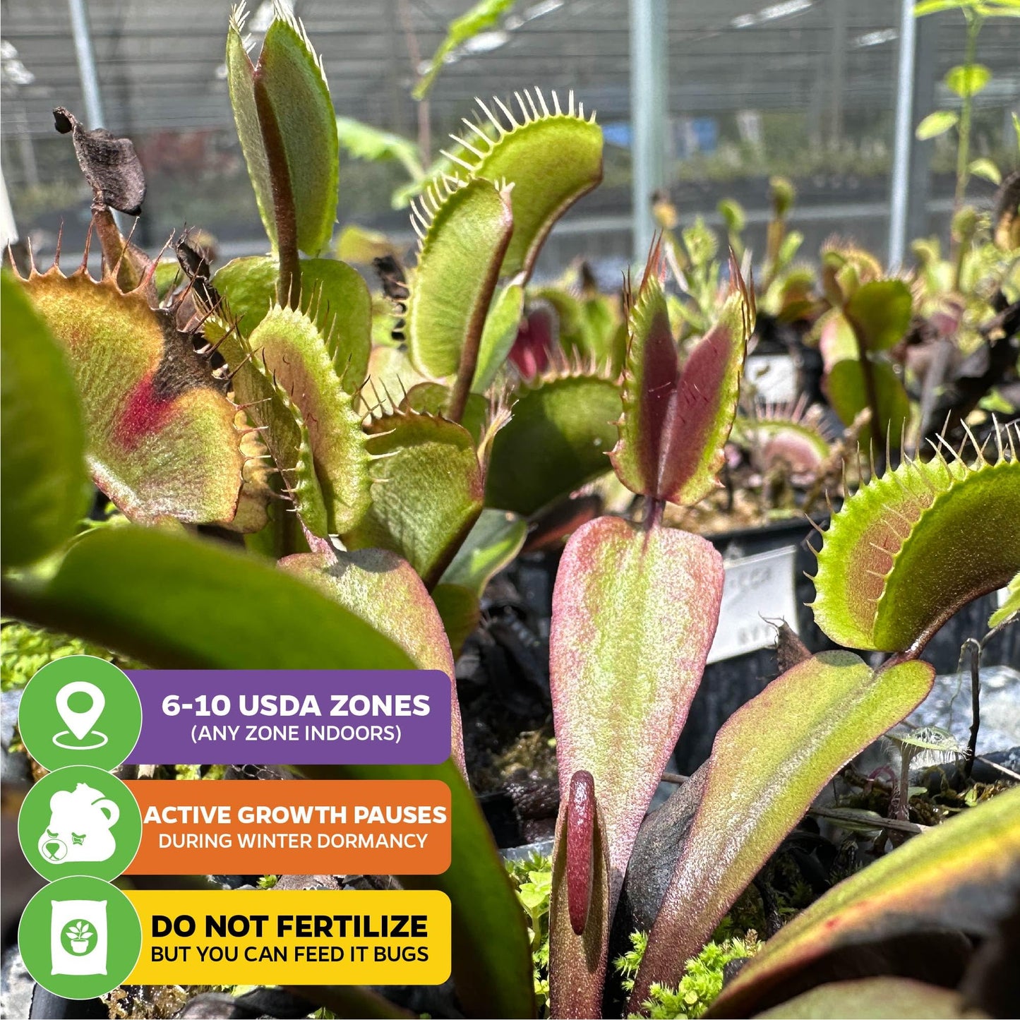 Akai Ryu Venus Fly Trap (Red Dragon) Live Plant - Dionaea Muscipula By Wellspring Gardens - Unique Plant - Red Trap Plant - Red