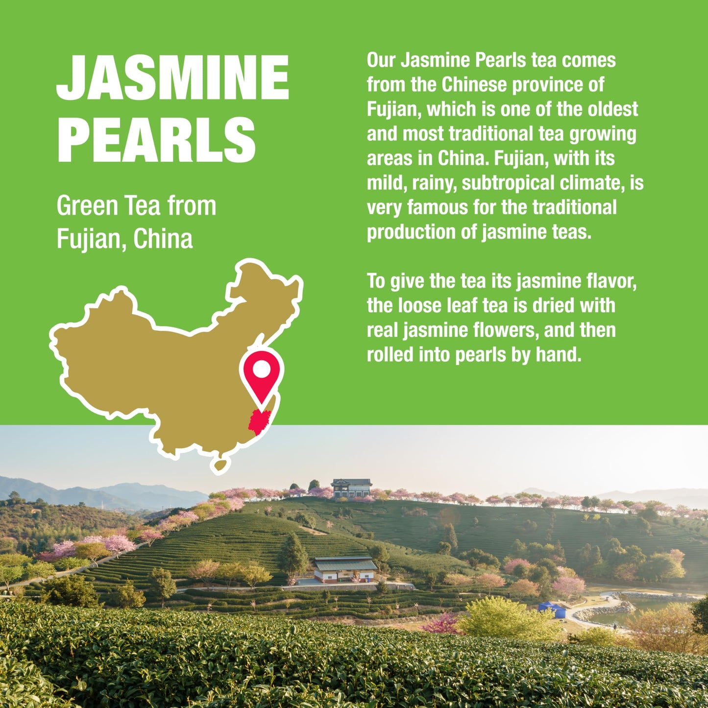 Tiesta Tea - Jasmine Pearls Green Tea | Single Origin Premium Jasmine Loose Leaf Tea From China | Medium Caffeinated | Make Hot