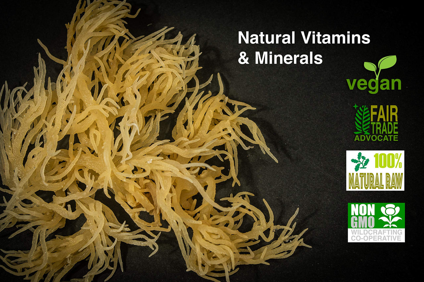 KARIBBEAN FLAVOURS Dried Sea Moss - Wildcrafted Superfood - 16 Oz (Pack of 1)
