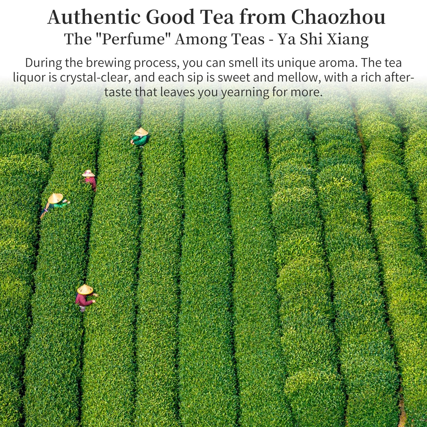 Yuexi Phoenix Oolong Tea Loose Leaf Ya Shi Xiang Dancong Tea Loose Leaf 4.23Oz/120G Top-Grade Chaozhou Phoenix Mountain Tea Rich