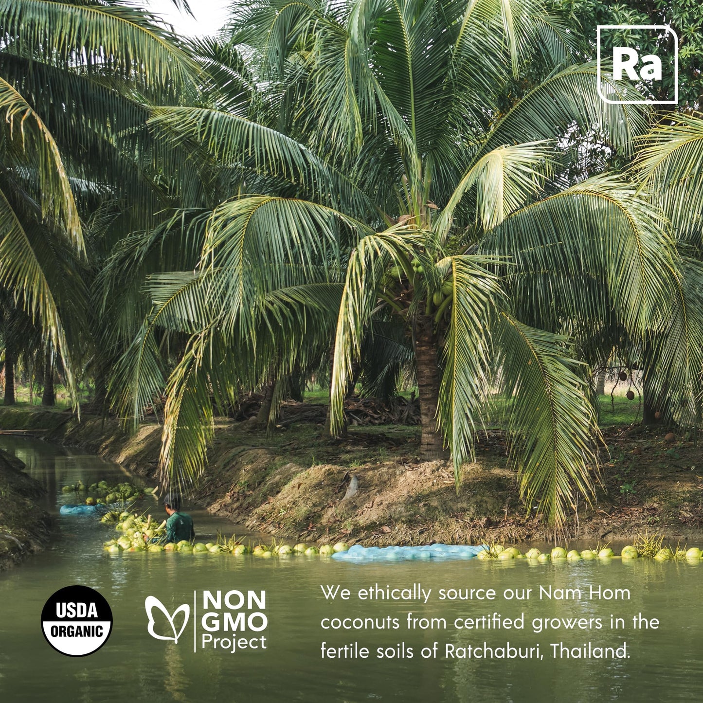 RA Organic Coconut Water, 100% Pure Thai Nam Hom, No Added Sugar, 16 Fl Oz (Pack of 12) - Electrolytes, Magnesium & Potassium