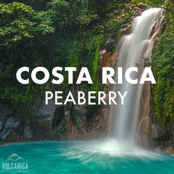 Costa Rica Peaberry Coffee, Whole Bean, Medium Roast, Fresh Roasted, 5 Lbs