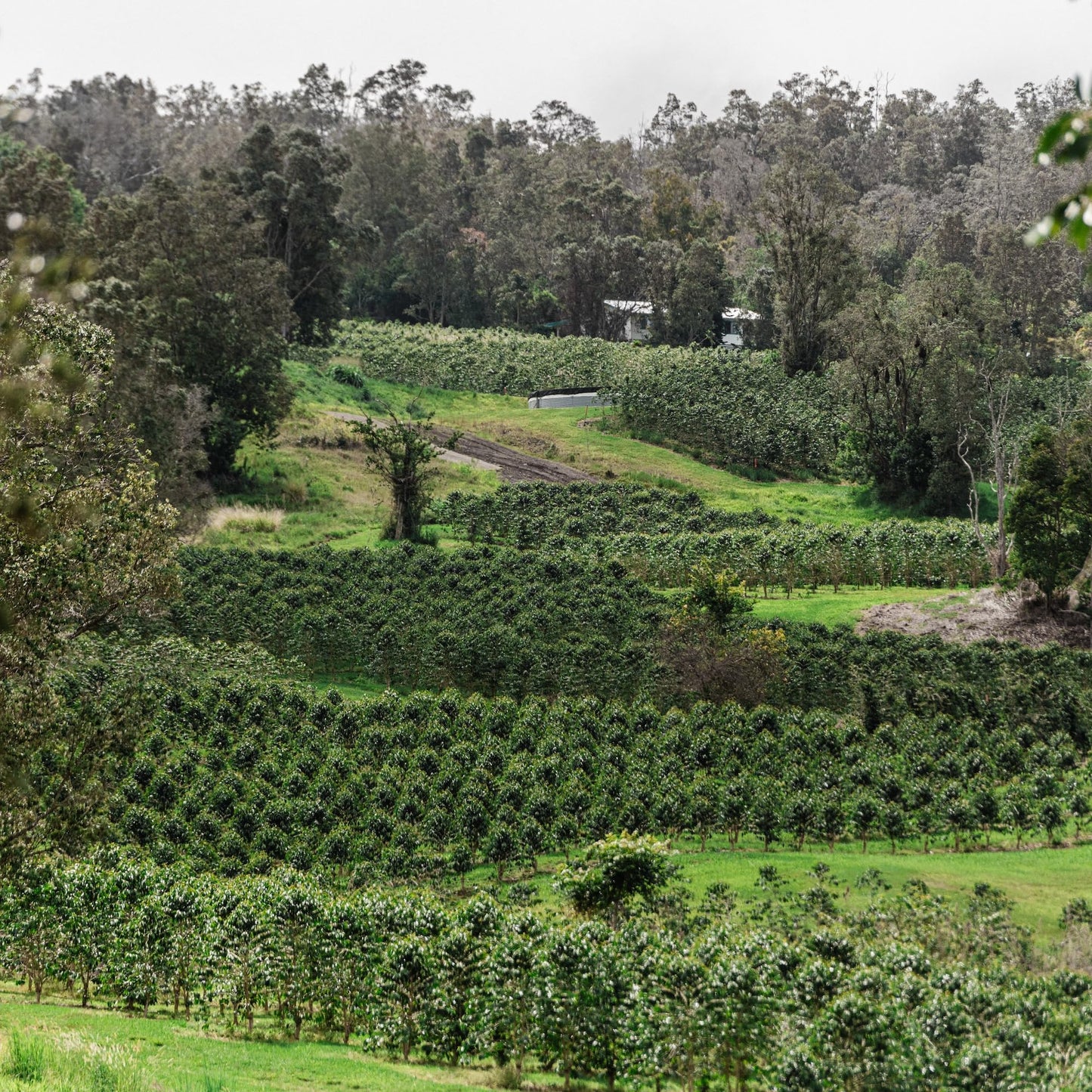 Royal Kona 10% Kona Coffee Blend, Chocolate Macadamia Flavor - Ground, 8 Ounce Bag (Pack Of Three)