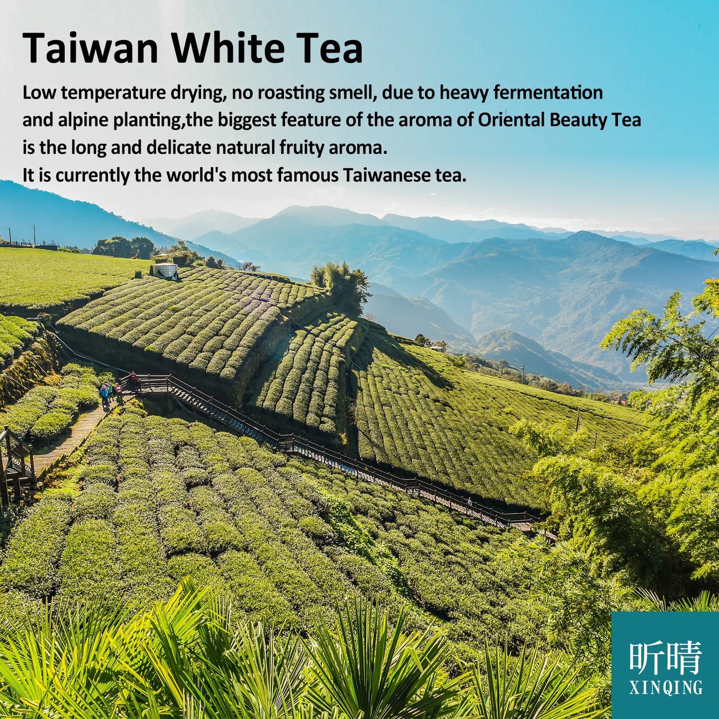 Xin Qing White Oolong Tea Oriental Beauty Tea Taiwan High Mountain Tea Taiwan Gaoshan Ulong Tea Taiwan Oolong Tea Loose Leaf Ool
