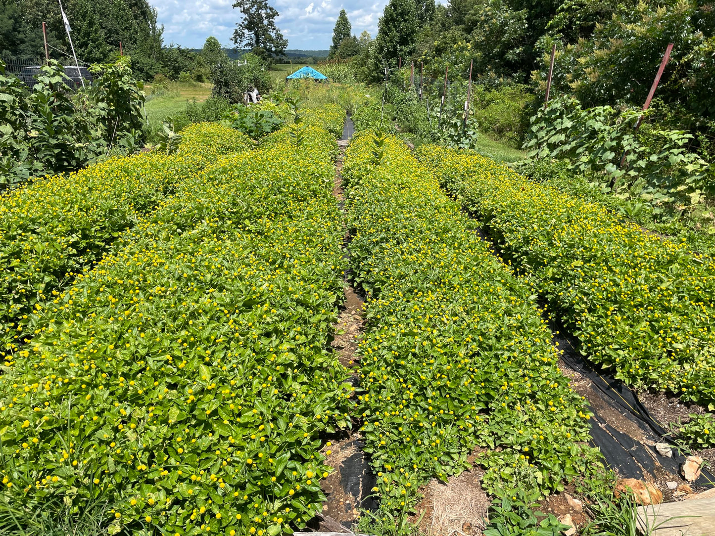 Buzz Buttons Aka Spilanthes, Holiday Themed, Naturally Cured, Small Size Edible Flower Gifts (Electric Love Nuts)