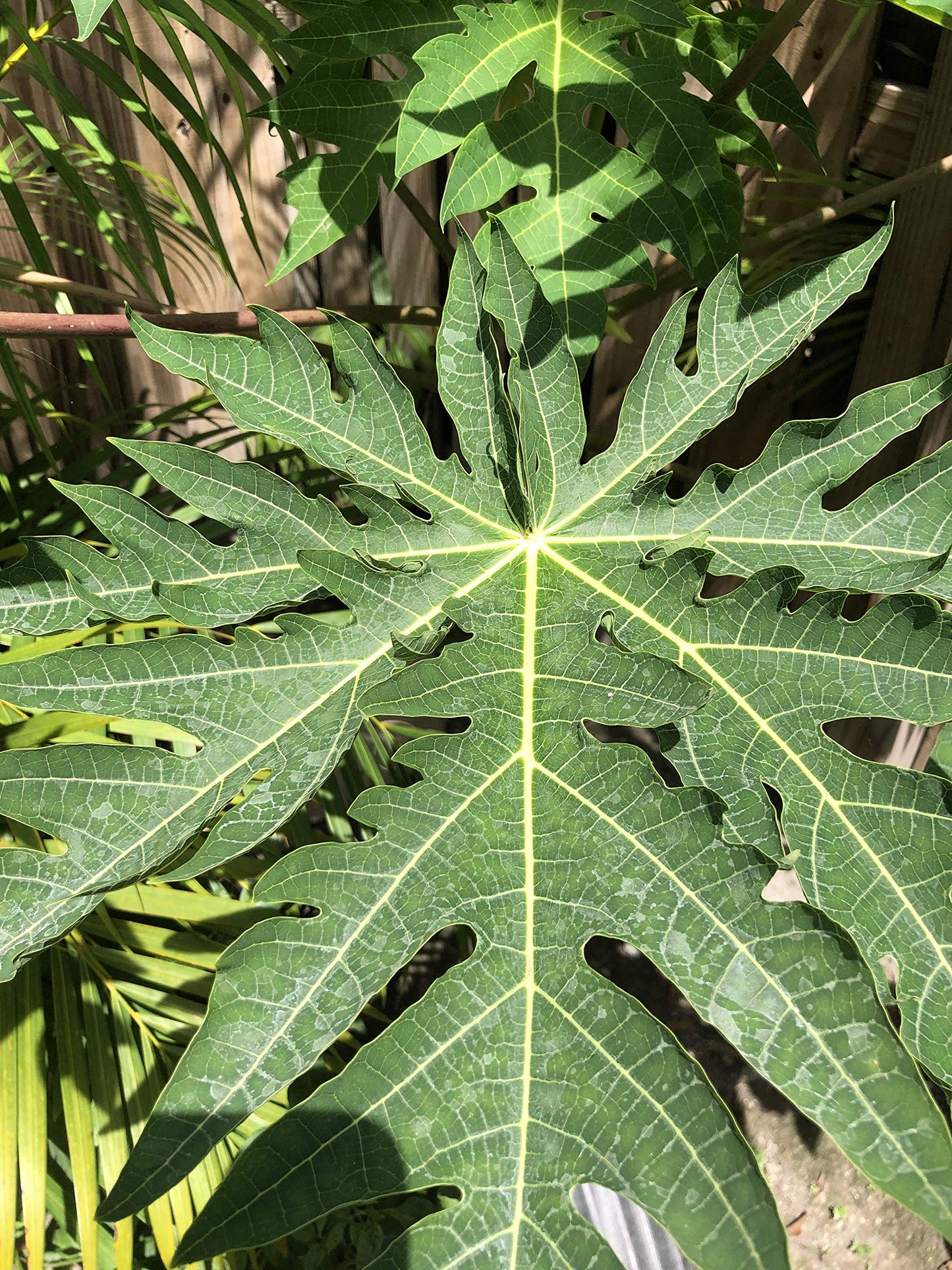 Goodluck Ganesha Fresh Papaya Leaves - 8 oz. Premium Herbal Supplement for Wellness and Natural Health