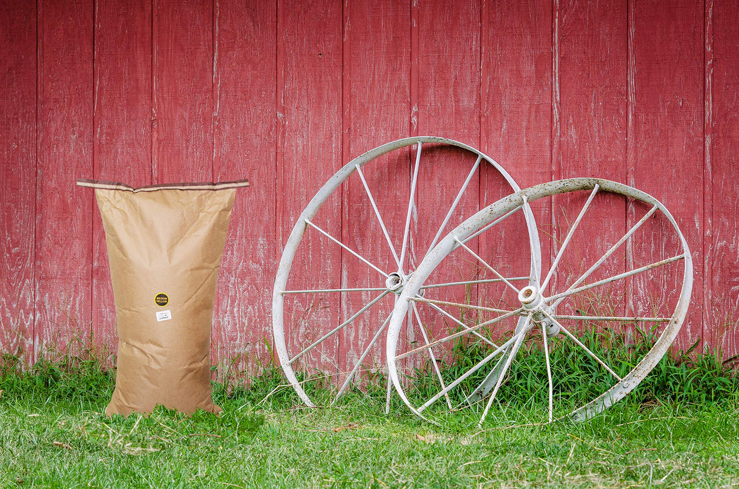 Amish Country Popcorn | 50 lb Bag | Baby White Popcorn Kernels | Old Fashioned, Non-GMO and Gluten Free (Baby White - 50 lb Bag)
