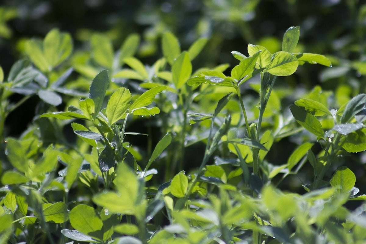 Alfalfa Leaf Powder