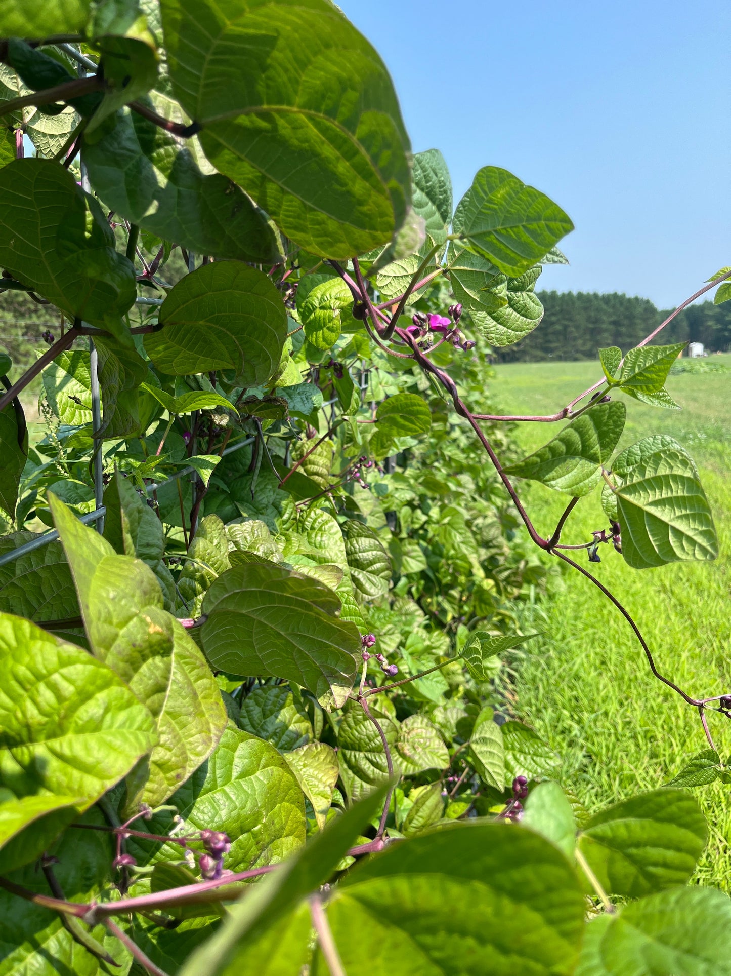 Blauhilde, Bean