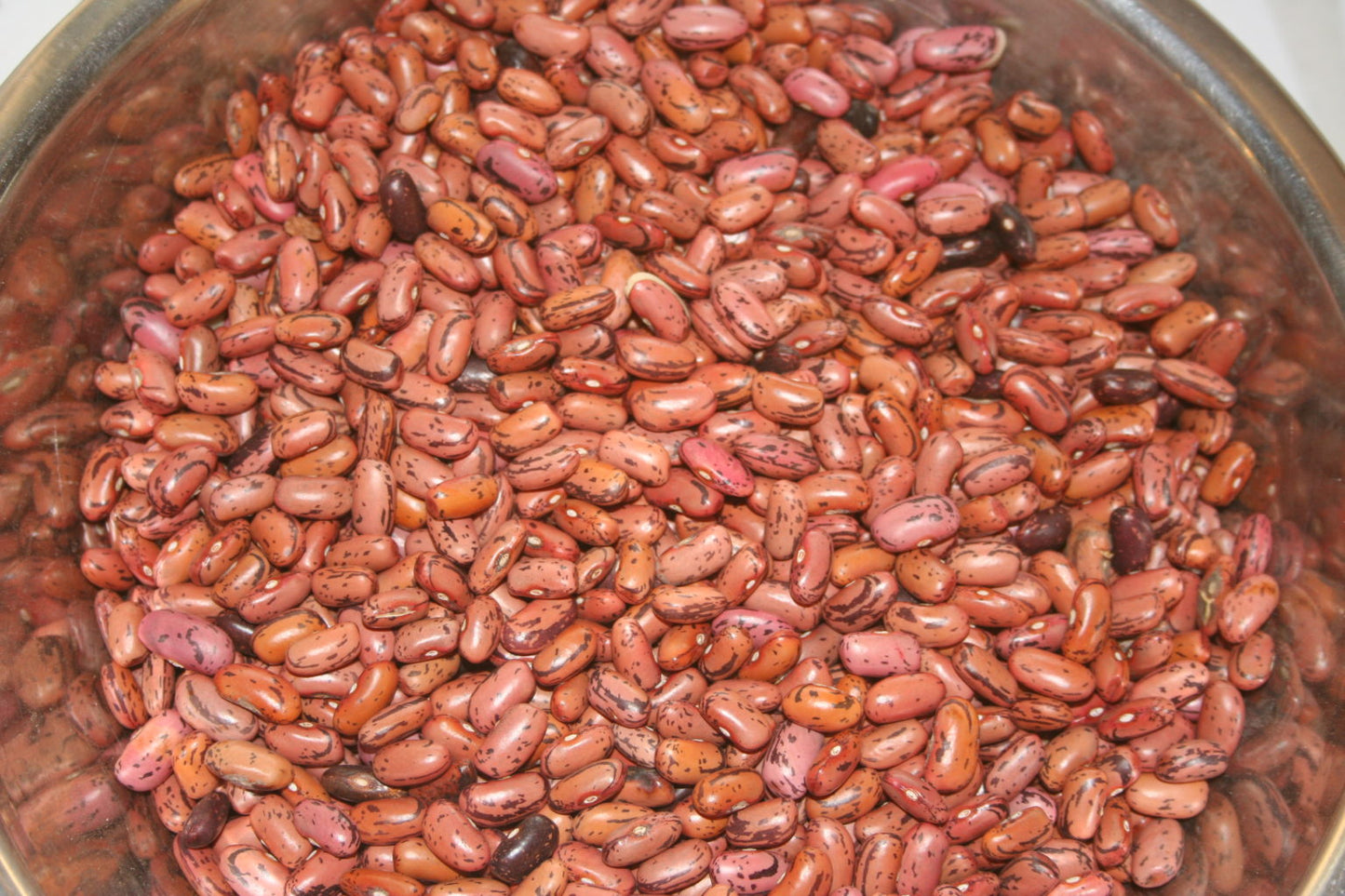 Rosso di Lucca, Bean